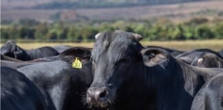 CNA levanta custos de produção da pecuária de corte em RS
