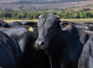 CNA levanta custos de produção da pecuária de corte em RS