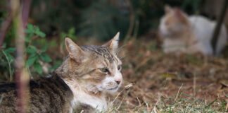 Controle da população de gatos no complexo da Novacap vira case de sucesso