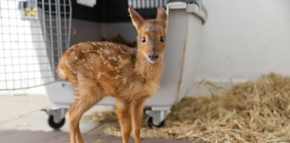 Pioneiro no Brasil, Hospital da Fauna Silvestre do DF já prestou mais de 500 atendimentos