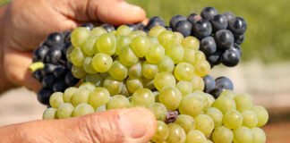 Feira Nacional da Uva e do Vinho começa nesta sexta-feira (2) em Planaltina