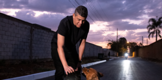 Daniel Donizet lança o projeto “Coleira da Vida” para evitar o atropelamento e promover a adoção de cães comunitários