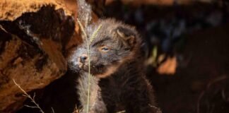 Zoo comemora o nascimento de dois lobos-guará