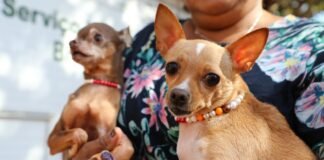 Campanha mensal de castração gratuita do GDF beneficiará 1.056 pets