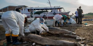 Risco de mortandade de botos no Amazonas coloca cientistas em alerta