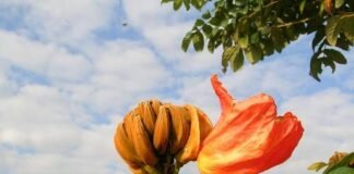 Projeto de Lei proíbe plantio de xixi-de macaco para preservar abelhas no DF