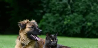 Novas vagas de castração para cães e gatos serão disponibilizadas no Agenda DF
