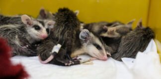 Animais resgatados dos incêndios florestais recebem tratamento do GDF