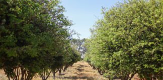 GDF impulsiona cultivo de jabuticaba no DF com suporte técnico a produtores rurais
