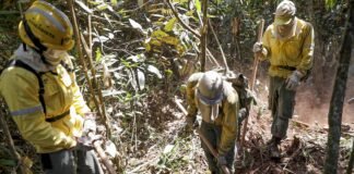 Com fogo no Parque Nacional controlado, bombeiros e brigadistas trabalham no resfriamento do solo
