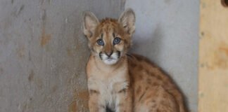 Zoo atende animais feridos por atropelamento e tem equipe de apoio em áreas de queimadas
