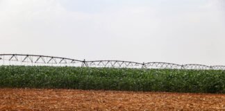 Agricultores do DF aumentam produtividade com fertilizante orgânico fornecido pela Caesb