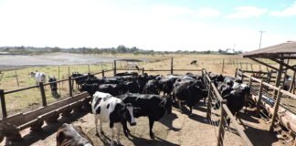 Começa nesta quarta (11) o Seminário de Pecuária Orgânica e de Base Agroecológica