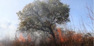 Força-tarefa mobiliza 150 pessoas para conter incêndio na Floresta Nacional de Brasília