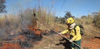 Saiba quais são os canais para denunciar incêndios florestais no DF