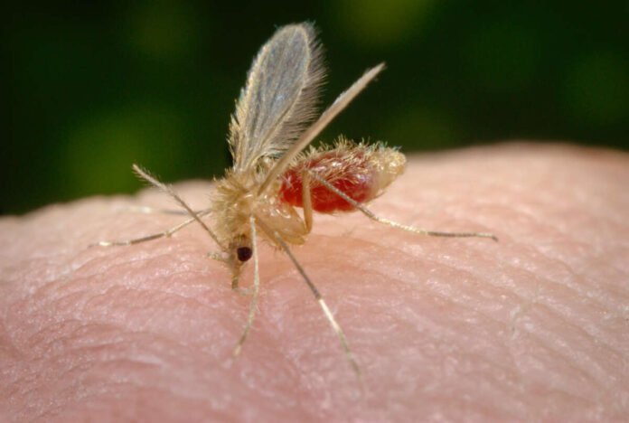 Transmissao-da-doenca-acontece-por-meio-da-picada-do-mosquito-palha-contaminado.-Foto-Shutterstock.jpg