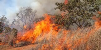Força-tarefa vai investigar incêndios com indícios de crime no DF