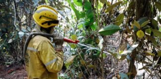 Parque Nacional: com fogo controlado, agentes trabalham para resfriar solo; dois animais são resgatados