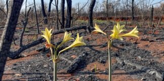 Flores brotam em meio a cenário devastado por incêndio florestal nas proximidades da Torre Digital