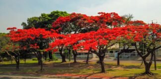 Primavera chega com a floração de muitas espécies no DF
