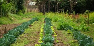 Divulgado resultado de chamada pública para compra de cestas de alimentos da agricultura familiar