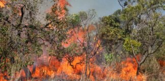 Polícia Civil investiga incêndio criminoso em área de vegetação do Gama