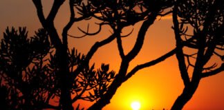Concurso de redação destaca impacto das mudanças climáticas nos biomas Cerrado e Amazônia