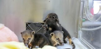 Filhotes de quatis encontrados no Parque Nacional recebem cuidados do Hospital da Fauna Silvestre do Distrito Federal
