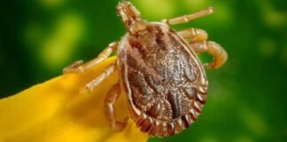 Febre maculosa: tudo que você precisa saber sobre a doença no DF