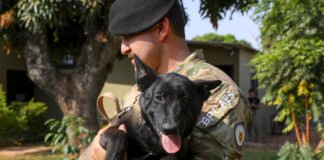 BPCães treina 20 caninos para atividades policiais, incluindo dois novos filhotes