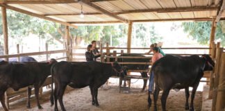 Técnica que aprimora qualidade do gado é levada de forma gratuita a produtores rurais do DF