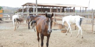 Programa de adoção dá novos lares a animais de grande porte no Distrito Federal