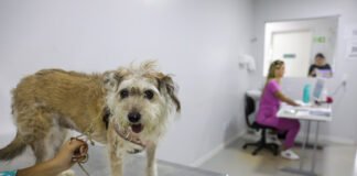 Outubro Rosa Pet: GDF garante tratamento gratuito de câncer de mama para animais domésticos