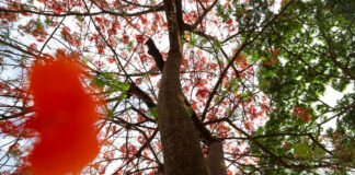 Flamboyants colorem as ruas do Distrito Federal