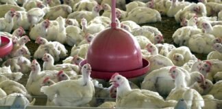 Frango de corte lidera setor de pecuária no DF com faturamento bilionário em 2023