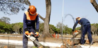Saiba como solicitar podas e remoção de árvores mortas para evitar riscos de quedas