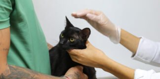 Lançada primeira campanha de cadastro presencial para castração de cães e gatos