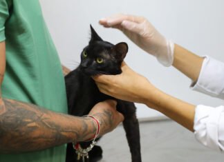 Lançada primeira campanha de cadastro presencial para castração de cães e gatos