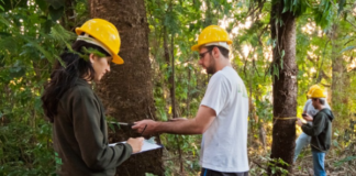 CLDF comemora 60 anos da engenharia florestal no Brasil