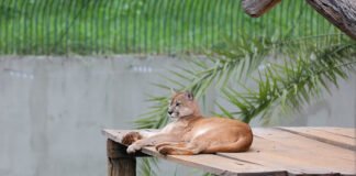 Onças pardas retornam ao Zoológico de Brasília após ambiente ser reformado