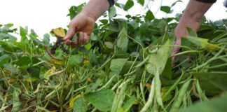 DF se destaca como referência nacional em produção agrícola
