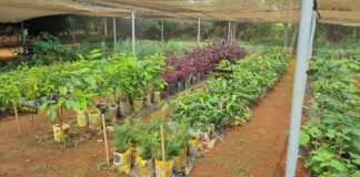 Mudas nativas do Cerrado cultivadas em fazenda na Papuda serão comercializadas