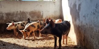 Bens semoventes serão leiloados no dia 4 de dezembro
