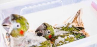 Aves raras, duas ararinhas-de-testa-vermelha nascem no Zoo de Brasília