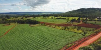 Projetos no Descoberto e no Pipiripau incentivam educação ambiental com plantio de mudas do Cerrado