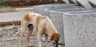 Publicado chamamento público para formação do Comitê de Proteção Animal