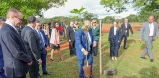 GDF conclui plantio de mais de 5,6 mil mudas nativas do Cerrado em bosque do STF