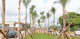 Plantio de 1.850 mudas renova a paisagem da Hélio Prates, em Taguatinga