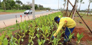 Sete mil árvores e arbustos vão compor o paisagismo do Viaduto do Sudoeste