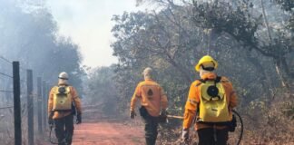 Brasília Ambiental destaca investimentos na brigada florestal em 2024